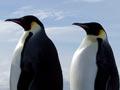Emperor penguins