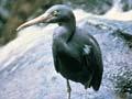 Reef heron