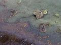 Acid hot spring, Rotokawa