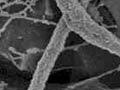 Thermophilic life in Champagne Pool 