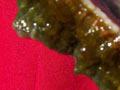 Piece of cyanobacterial mat 