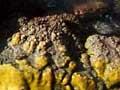 Tokaanu geyser surrounded by bacteria