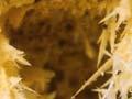 Sulfur crystals