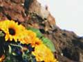 Remembering Erebus