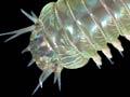 Bristle-worm