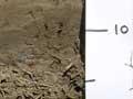 Silt layers 