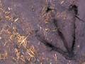 Southern royal albatross footprint