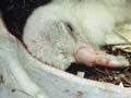 Newly hatched chick 