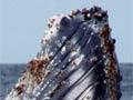 Audio: Humpback breaching
