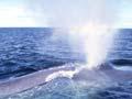 Blue whale blowing