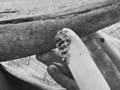 Strap-toothed whale skeleton