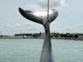 Gray’s beaked whale 