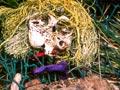 Beachcomber’s creation
