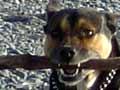 Dog on beach