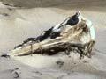 Large bones covered with sand on beach