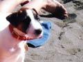 Man and small dog sunbathing on beach