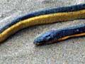 Black and yellow snake on beach