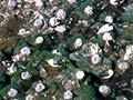 Campbell albatross colony 