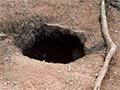 Petrel burrows 