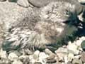 Wrybill with chick 