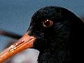 South Island pied oystercatcher and godwits