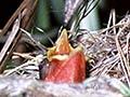 Silvereye