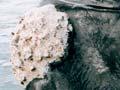 Southern right whale