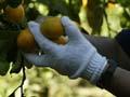 Picking fruit, Kerikeri