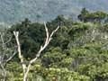 Native forest