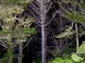 Pine forest