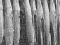 Drying sharks