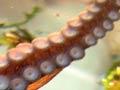 Octopus suckers