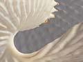 Paper nautilus egg case 