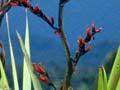 Flax bush
