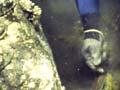Pāua diver