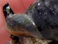 Whelk
