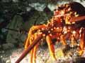 Crayfish