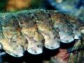 Freshwater crayfish