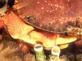 A native crab