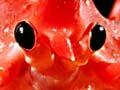 King crab