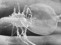 Phyllosoma larvae