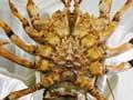 Live crayfish for export