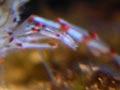 Common shrimp