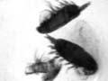 Copepods