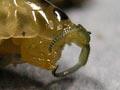 A sand hopper