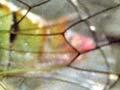 Audio: Cicada song