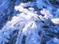 Hoar frost