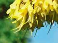 Kōwhai in bloom