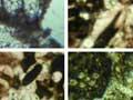 Limestone under the microscope