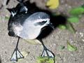 Small and large petrels 